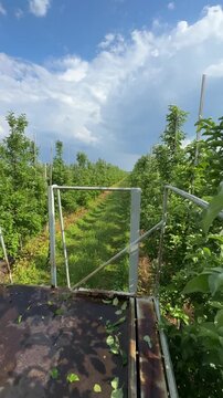 Towed gardening platform moves between rows of apple trees in a farm orchard. Rear part of the platform is visible. Rows of apple trees stretch into the distance. Vertical video.