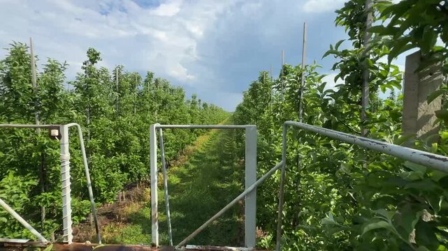 Towed gardening platform moves between rows of apple trees in a farm orchard. Rear part of the platform is visible. Rows of apple trees stretch into the distance.