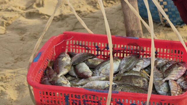 A red plastic basket with bamboo carrying strings filled with fresh fish on the sand at an early morning coastal market