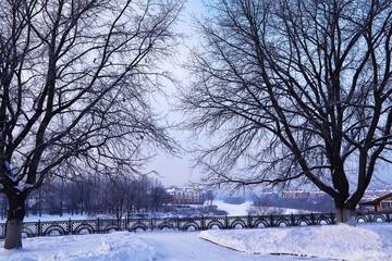 Fototapeta premium The forest is covered with snow. Frost and snowfall in the park. Winter snowy frosty landscape.