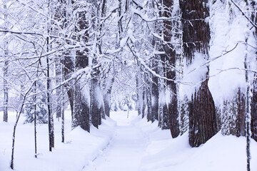 Fototapeta premium The forest is covered with snow. Frost and snowfall in the park. Winter snowy frosty landscape.