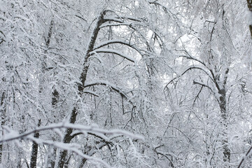 Fototapeta premium Winter snowy frosty landscape. The forest is covered with snow. Frost and fog in the park.