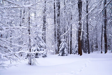 Fototapeta premium The forest is covered with snow. Frost and snowfall in the park. Winter snowy frosty landscape.