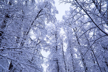 Fototapeta premium The forest is covered with snow. Frost and snowfall in the park. Winter snowy frosty landscape.