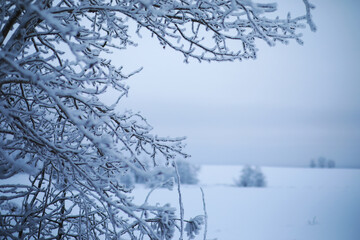 Fototapeta premium Winter snowy frosty landscape. The forest is covered with snow. Frost and fog in the park.