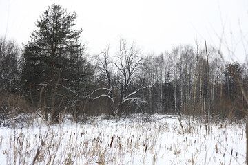 Fototapeta premium Winter snowy frosty landscape. The forest is covered with snow. Frost and fog in the park.