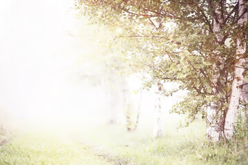 Fototapeta premium Fog in the field. Evening nature summer with white fog.