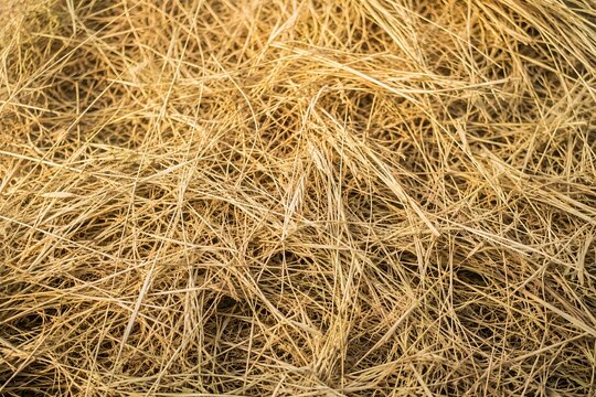 Dry hay texture in warm late summer daylight