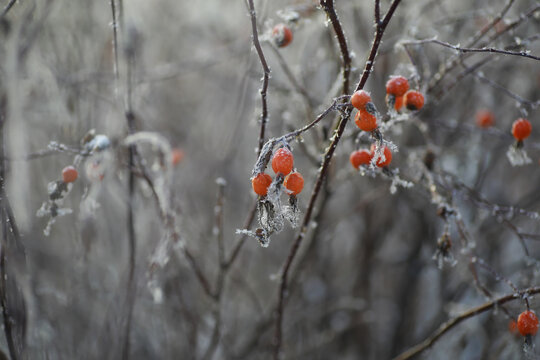 White snow on a bare tree branches on a frosty winter day, close up. Natural background. Selective botanical background.
