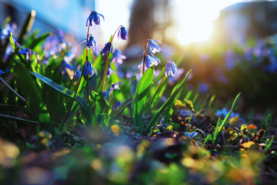 Plants and flowers macro. Detail of petals and leaves at sunset. Natural nature background.
