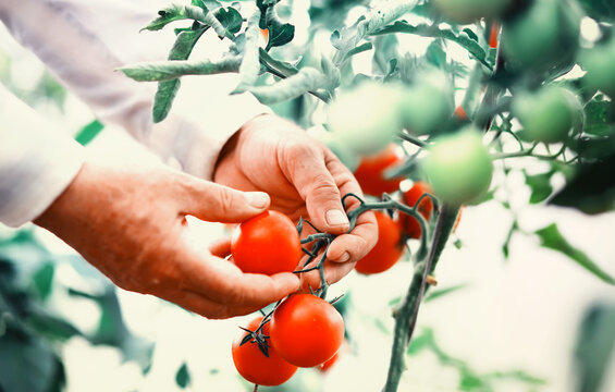 The farmer harvests fresh tomatoes in the greenhouse. Ecological vegetables proper nutrition.