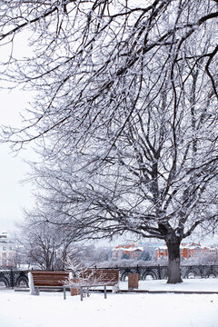 park bench on a winter alley at snowfall. bench with snow after snowstorm or in snow calamity in europe