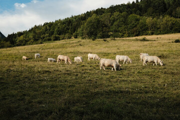 Fototapeta premium Herd of white Charolais cows and calves grazing on a mountain pasture at golden hour
