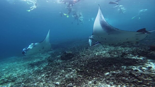 Close Up Manta Ray Swimming in the Ocean, Komodo National Park, Indonesia