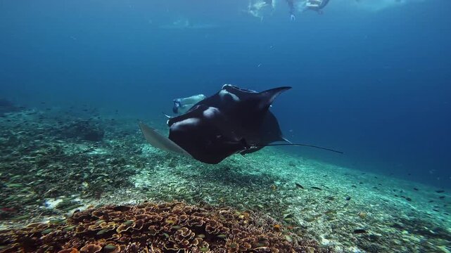 Manta Ray Swimming Over the Seabed in Komodo National Park, Indonesia