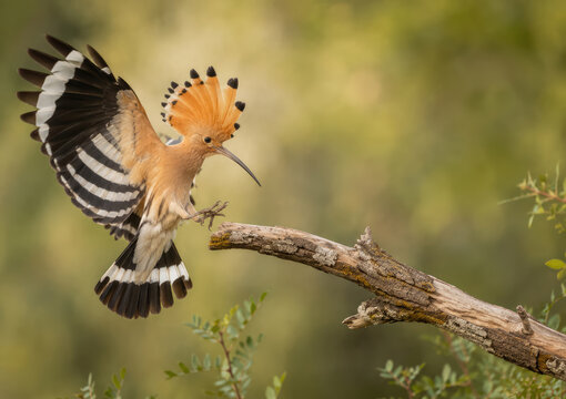 Hoopoe Bird Landing on Tree Branch with Wings Spread, Wildlife Photography
