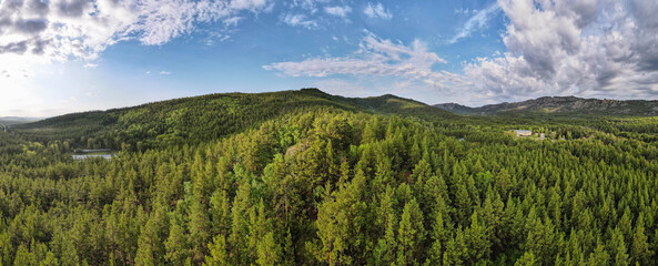 dense pine forest. a drone view of the forest