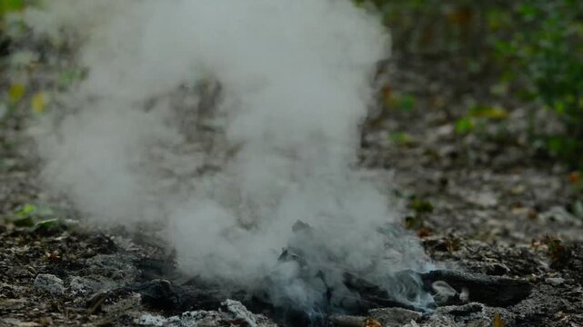 Thick Smoke and Steam Rising from Extinguished Campfire. Thick white smoke and steam rising from an extinguished campfire in a green forest. Woods fire safety and ash steaming.