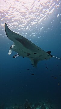 Giant Oceanic Manta Ray Swimming Underwater in Komodo National Park, Indonesia