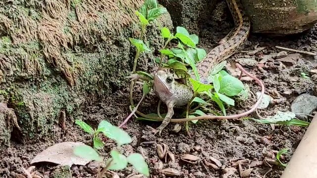 Wildlife footage of a Checkered Keelback (Fowlea piscator), or Asiatic Water Snake, hunting and capturing a toad in its habitat, documenting predation, feeding style, and predator-prey interaction. 