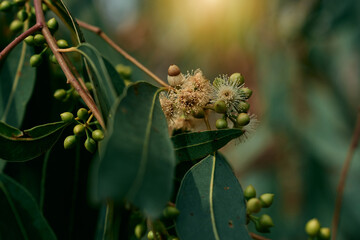 Eucalyptus gum nuts. branch eucalyptus tree nature background © Ammak