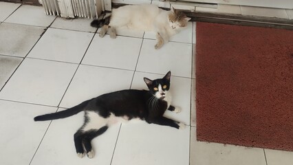 cat on the floor © Mayakrida