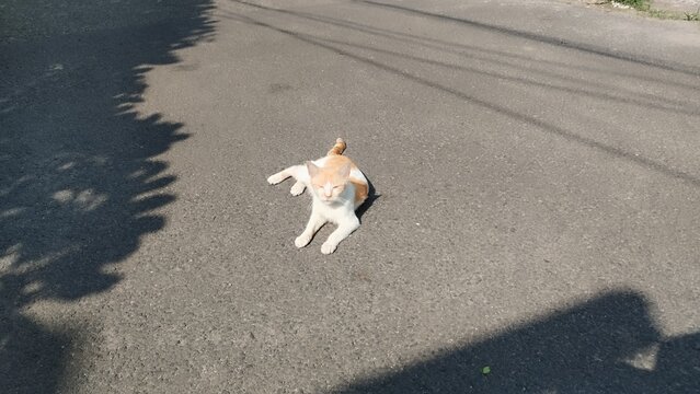 cat sunbath on the street