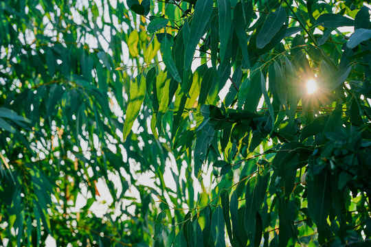 Eucalyptus leaves. branch eucalyptus tree nature background