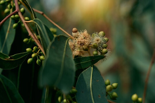 Eucalyptus gum nuts. branch eucalyptus tree nature background