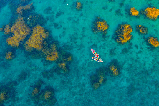 Aerial view of vibrant golden seaweed underwater with paddle boards in Nhon Hai, Binh Dinh province, Vietnam