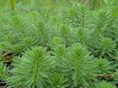 A swamp plant with leaves resembling parrot feathers.