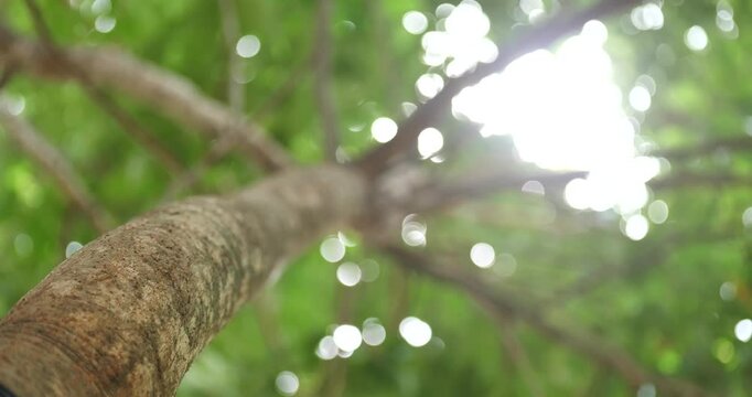 Beautiful natural blur and bokeh background, trees viewed from bottom to top.