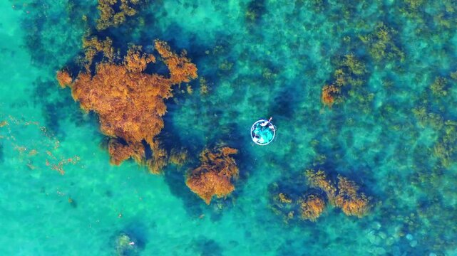 Aerial view of a fisherman casting a net from a basket boat over golden seaweed in Nhon Hai, Binh Dinh province, Vietnam
