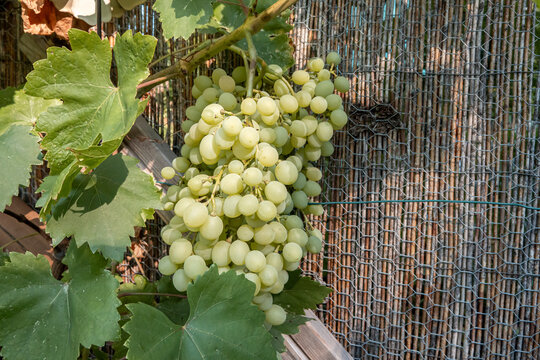 Hausgarten mit frischen kernlose Trauben