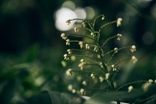 delicate vertical stem with blooming tiny flowers