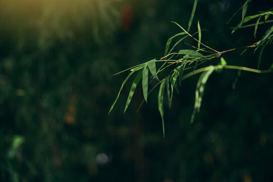 sunlit bamboo leaves in tropical forest canopy