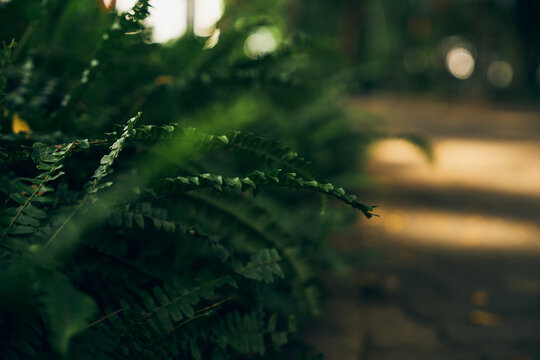 fern leaves with bokeh light and natural texture