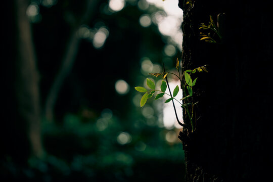 tree trunk with fresh green shoots in forest light