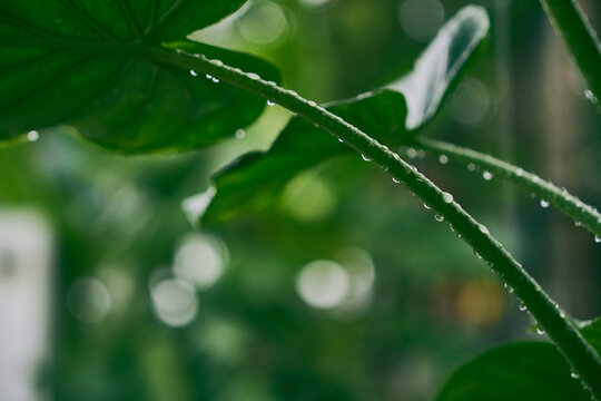 close-up leaf with morning water drops