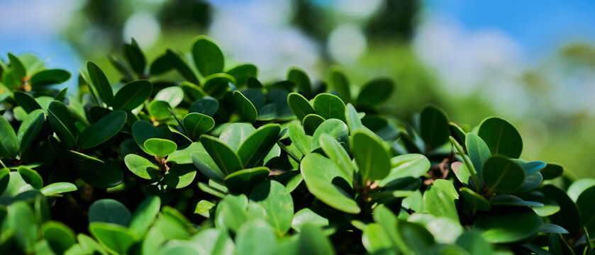 looking up through green leafy treetops