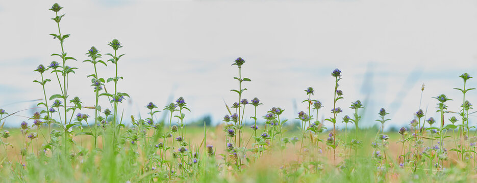 meadow flowers in soft warm light. Vintage autumn landscape blurry natural background.