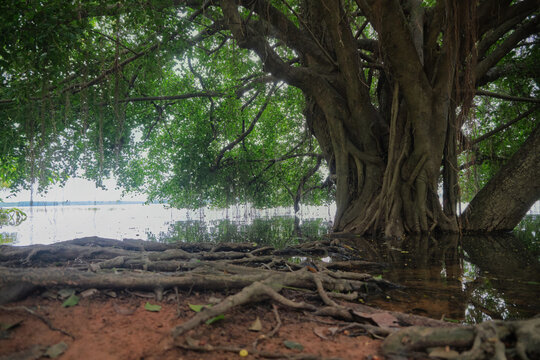 tree roots reaching into still lake water