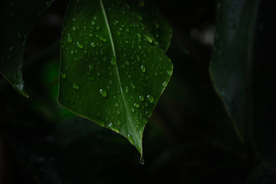 Rain water drops on monstera jungle foliage