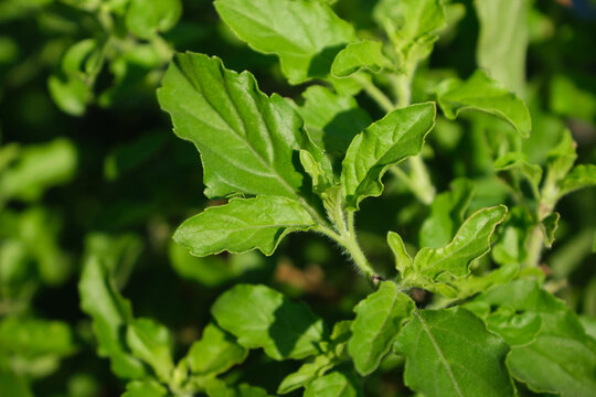 closeup of fresh holy basil plant with green textured leaves