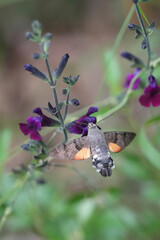 Naklejka premium Hummingbird hawk-moth,macroglossum stellatarum hovering and feeding on purple salvia flower in a natural garden setting with soft green background
