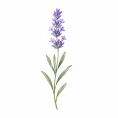 Fototapeta premium lavender flowers isolated on white background