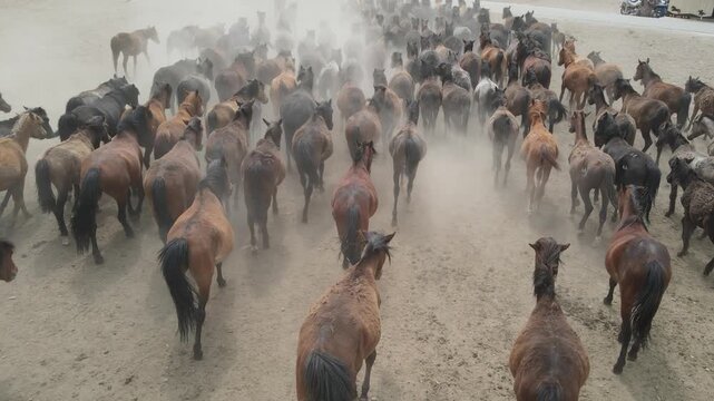 Herds of horses running in the grassland horse farm