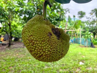 Raw jackfruit in a farmer's garden. © meechai39