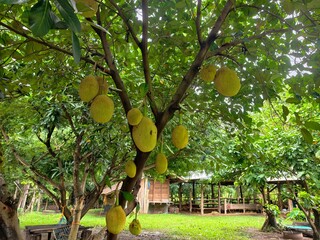 Raw jackfruit in a farmer's garden. © meechai39
