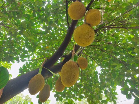 Raw jackfruit in a farmer's garden.